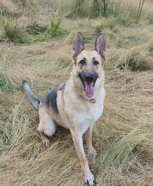 FREYA - German Shepherd Dog available for adoption