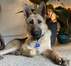 adoptable Dog in Seattle, WA named Freya