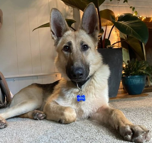 picture of the dog needing adoption