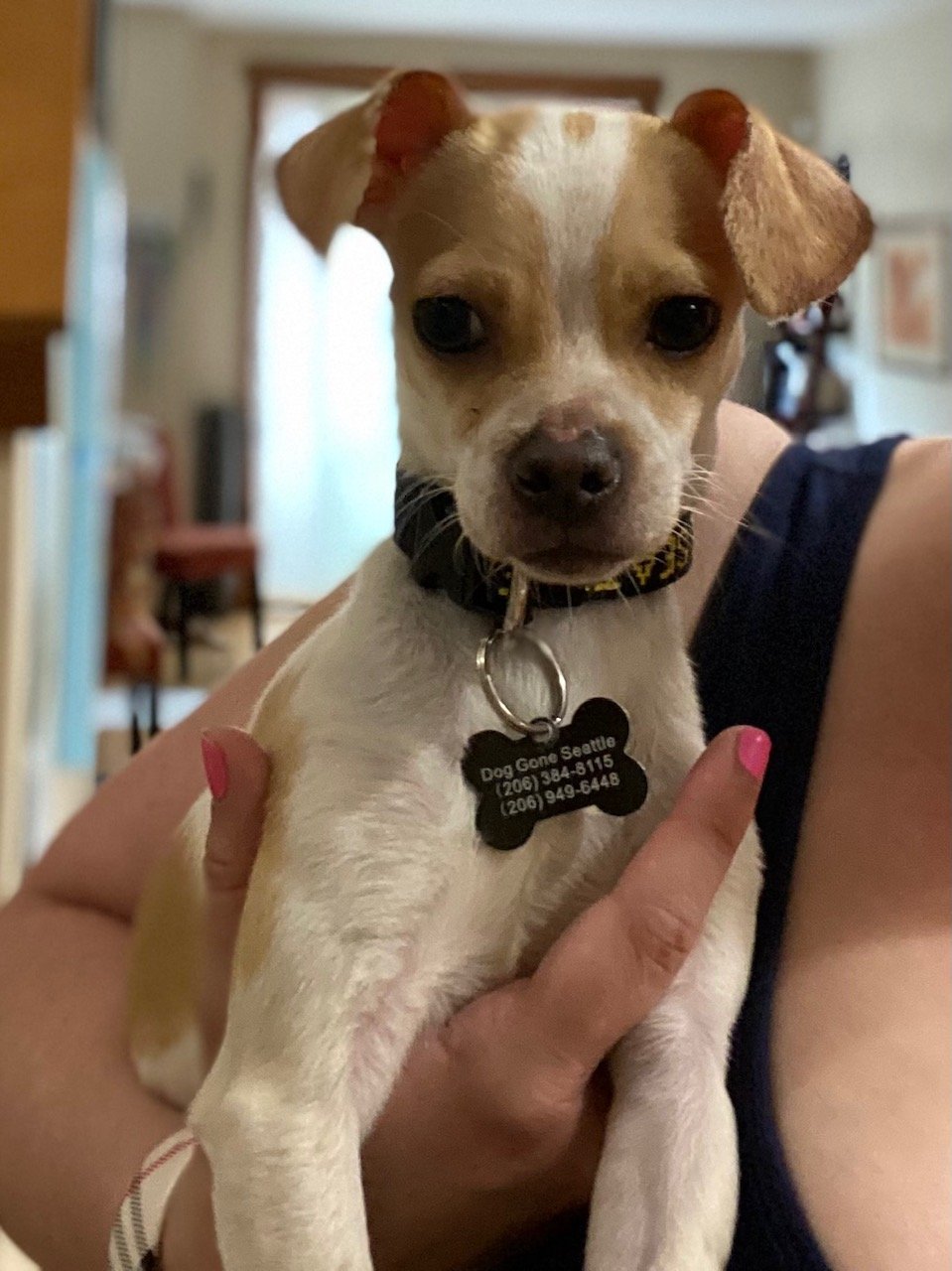 adoptable Dog in Seattle, WA named Oslo