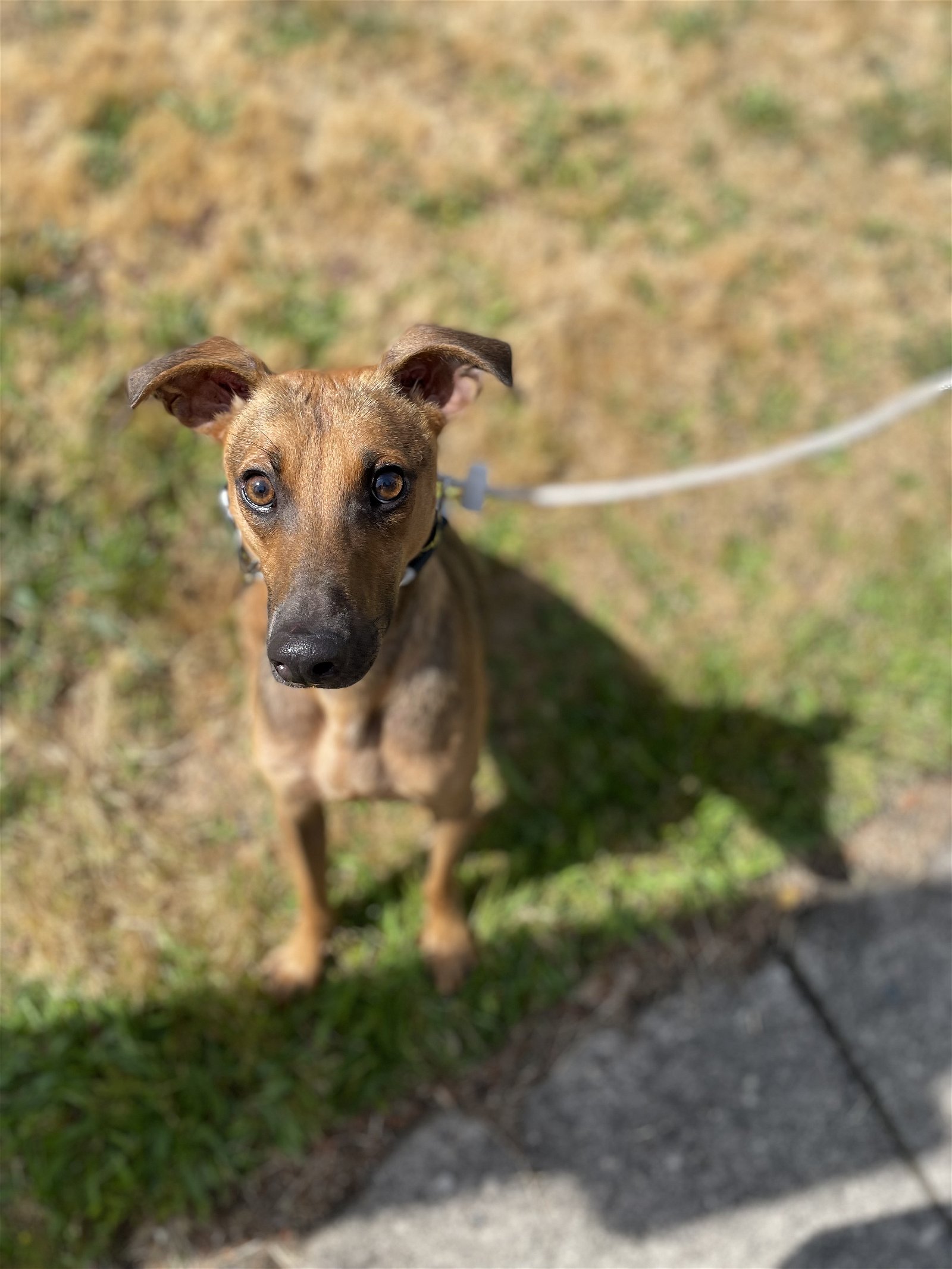 adoptable Dog in Seattle, WA named Larry