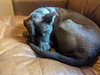 Marley - Photo 6