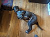 Marley - Photo 3