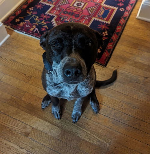 picture of the dog needing adoption
