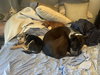 Marley - Photo 4