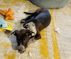 Marley - Photo 9