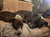 Marley - Photo 5
