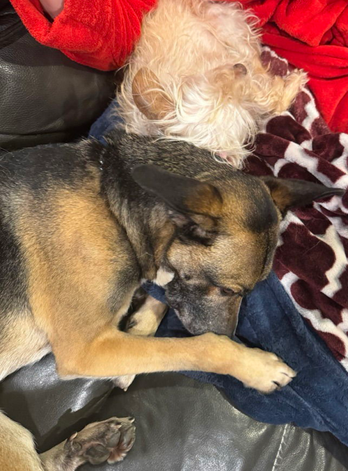 picture of the dog needing adoption
