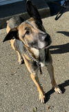 adoptable Dog in  named Leo