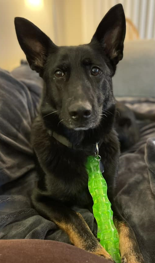 adoptable Dog in Seattle, WA named Kimber