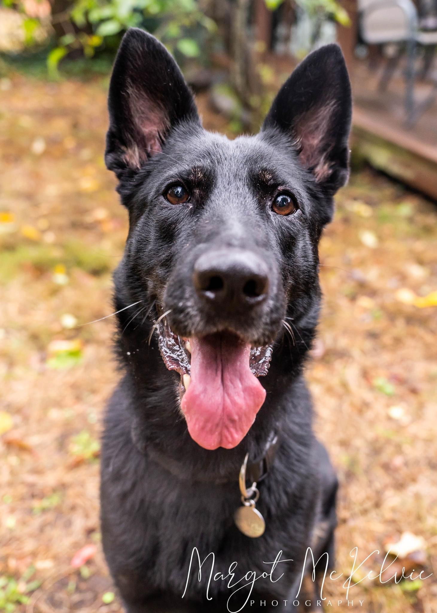 adoptable Dog in Seattle, WA named Kimber