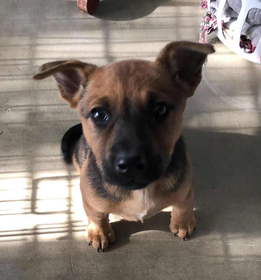 adoptable Dog in Seattle, WA named Frankie