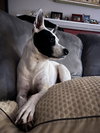 Luna - Photo 8