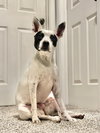 Luna - Photo 2