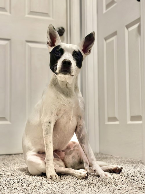 LUNA - Australian Cattle Dog/Blue Heeler available for adoption