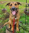 adoptable Dog in seattle, wa, WA named Buttercup