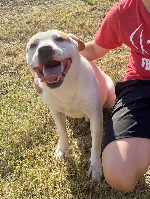 Dogs for Adoption in Salem, Oregon Alpha Paw