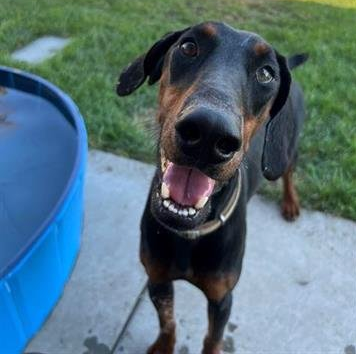 picture of the dog needing adoption
