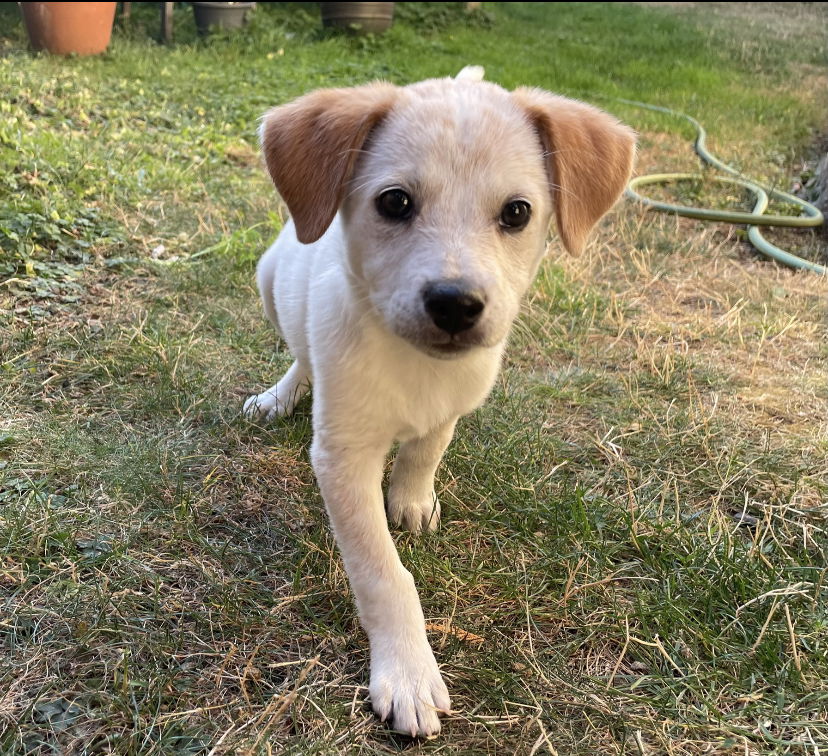 Dog for Adoption - Raven, a Labrador Retriever in Oak Harbor, WA ...