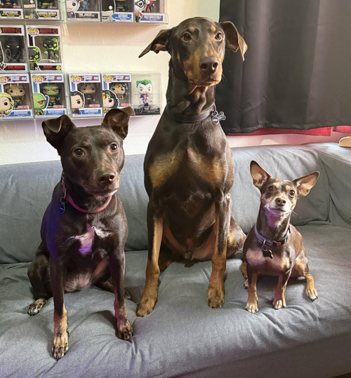 Copper, Doberman Pinscher (short coat)