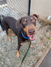 Copper - Photo 4
