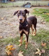 Copper - Photo 6