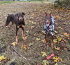 Copper - Photo 5