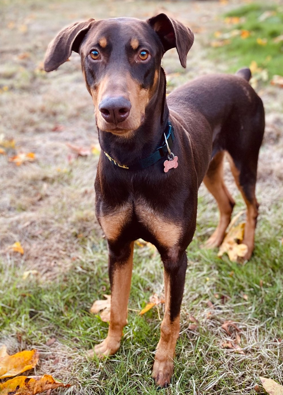 adoptable Dog in Seattle, WA named Copper