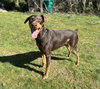 Copper - Photo 2