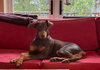 Copper - Photo 3