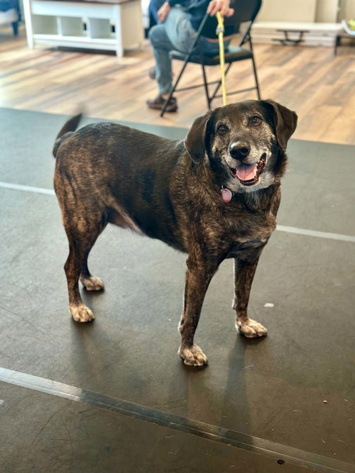 Taz, an adoptable Plott Hound in Seattle, WA