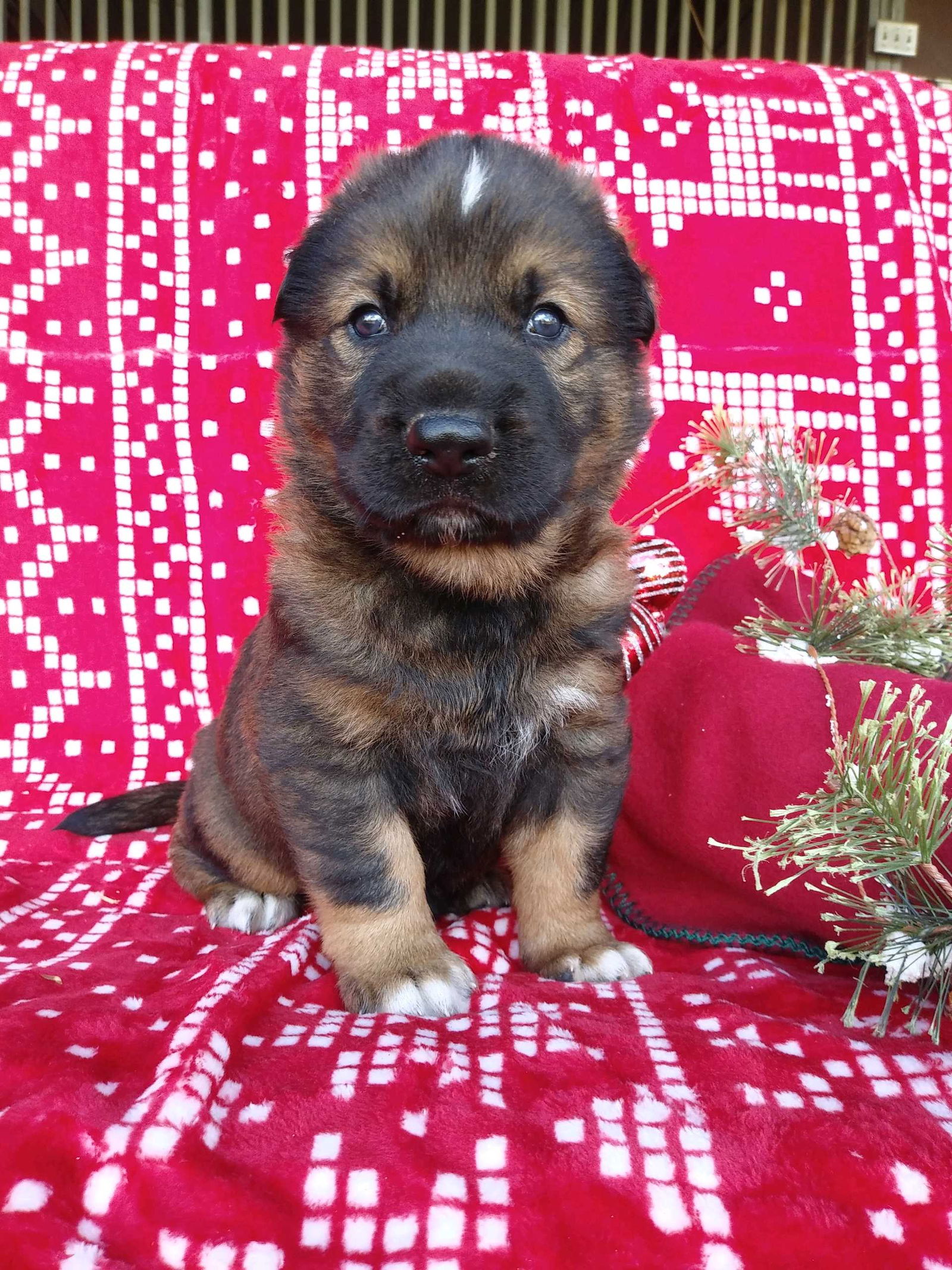 dog-for-adoption-sterling-a-german-shepherd-dog-in-pierce-county-wa