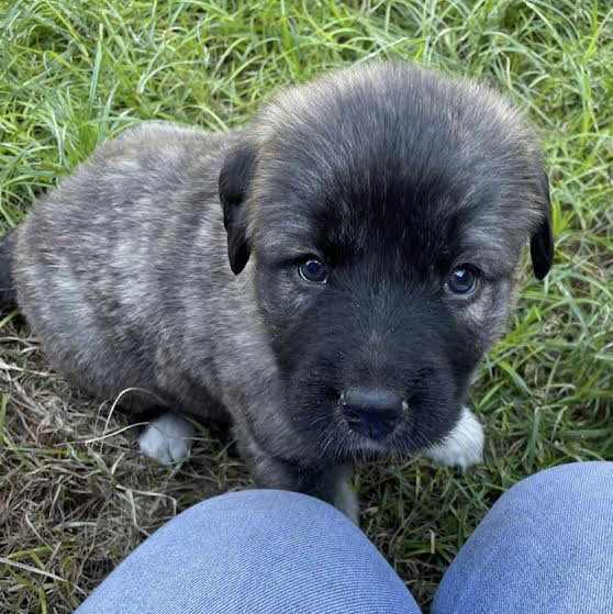 Dog for Adoption Coriander, a Great Pyrenees in Darrington, WA