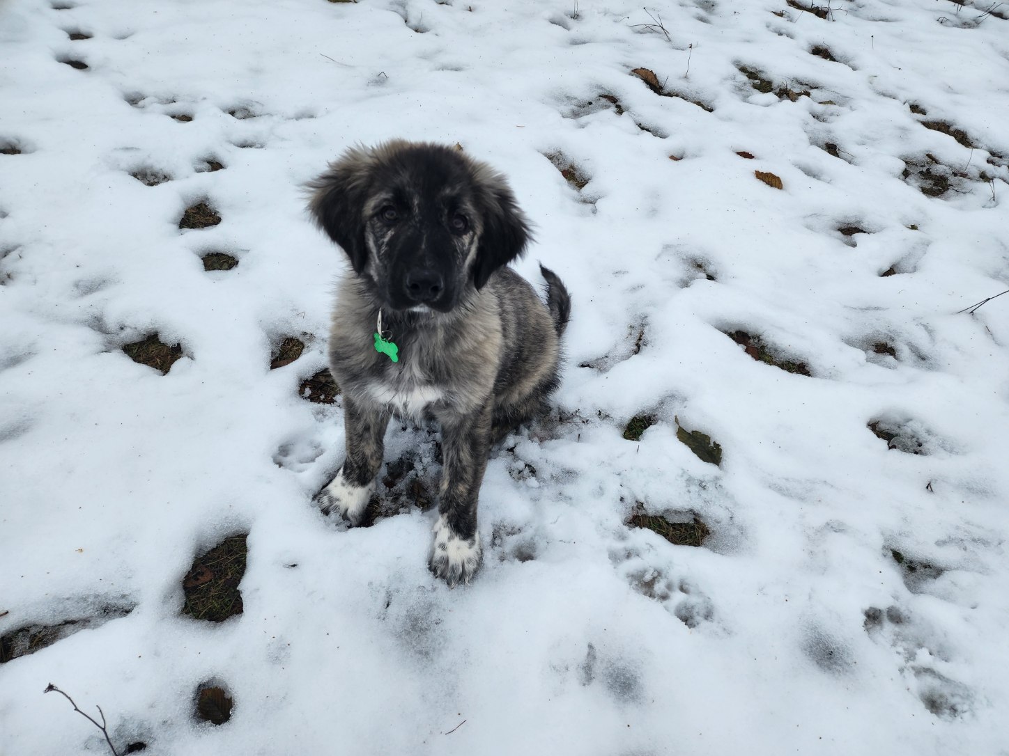 Dog for Adoption Coriander, a Great Pyrenees in Darrington, WA