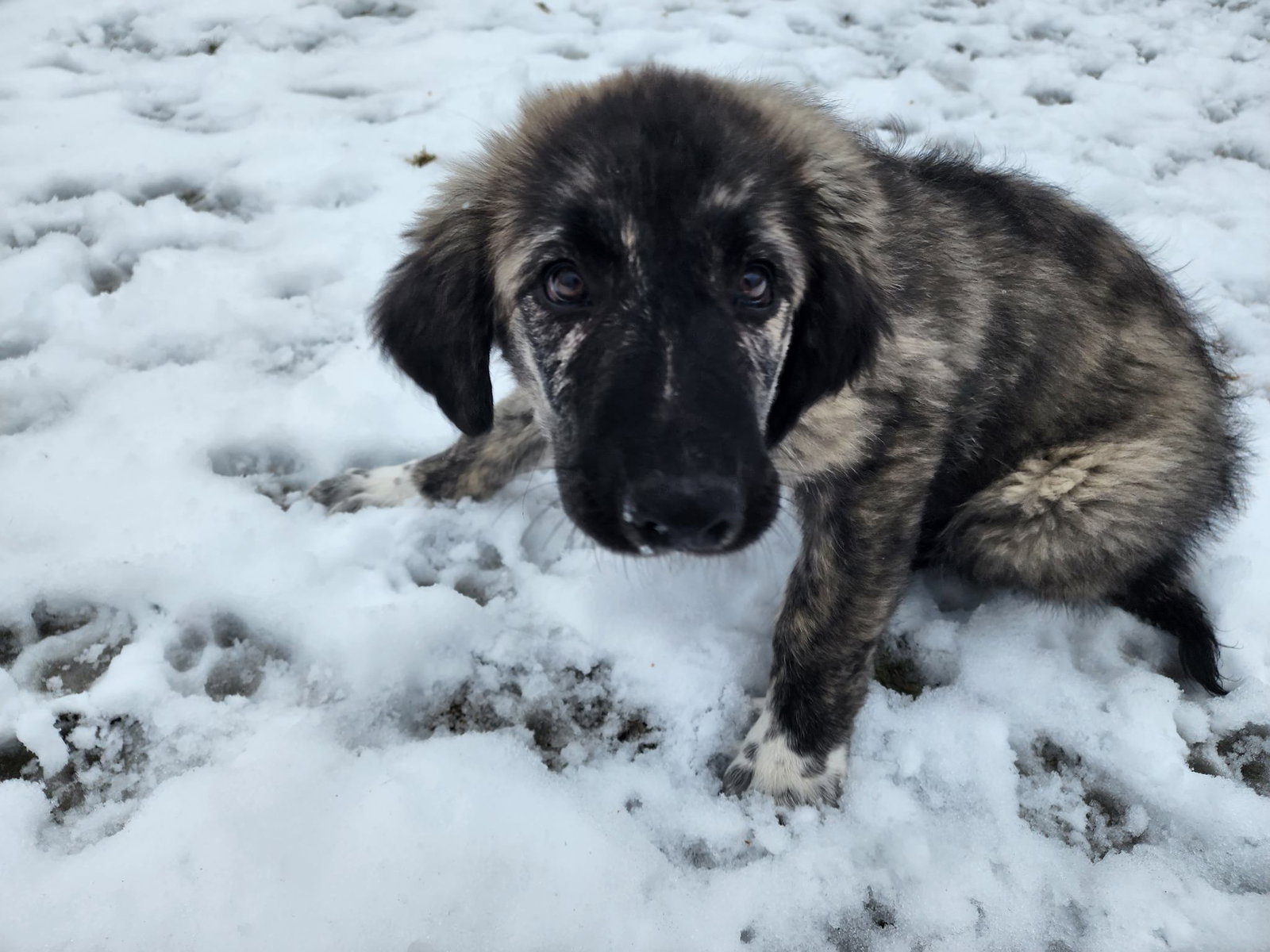 Dog for Adoption Coriander, a Great Pyrenees in Darrington, WA