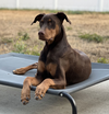 adoptable Dog in seattle, WA named Banks