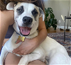 adoptable Dog in seattle, WA named Talia