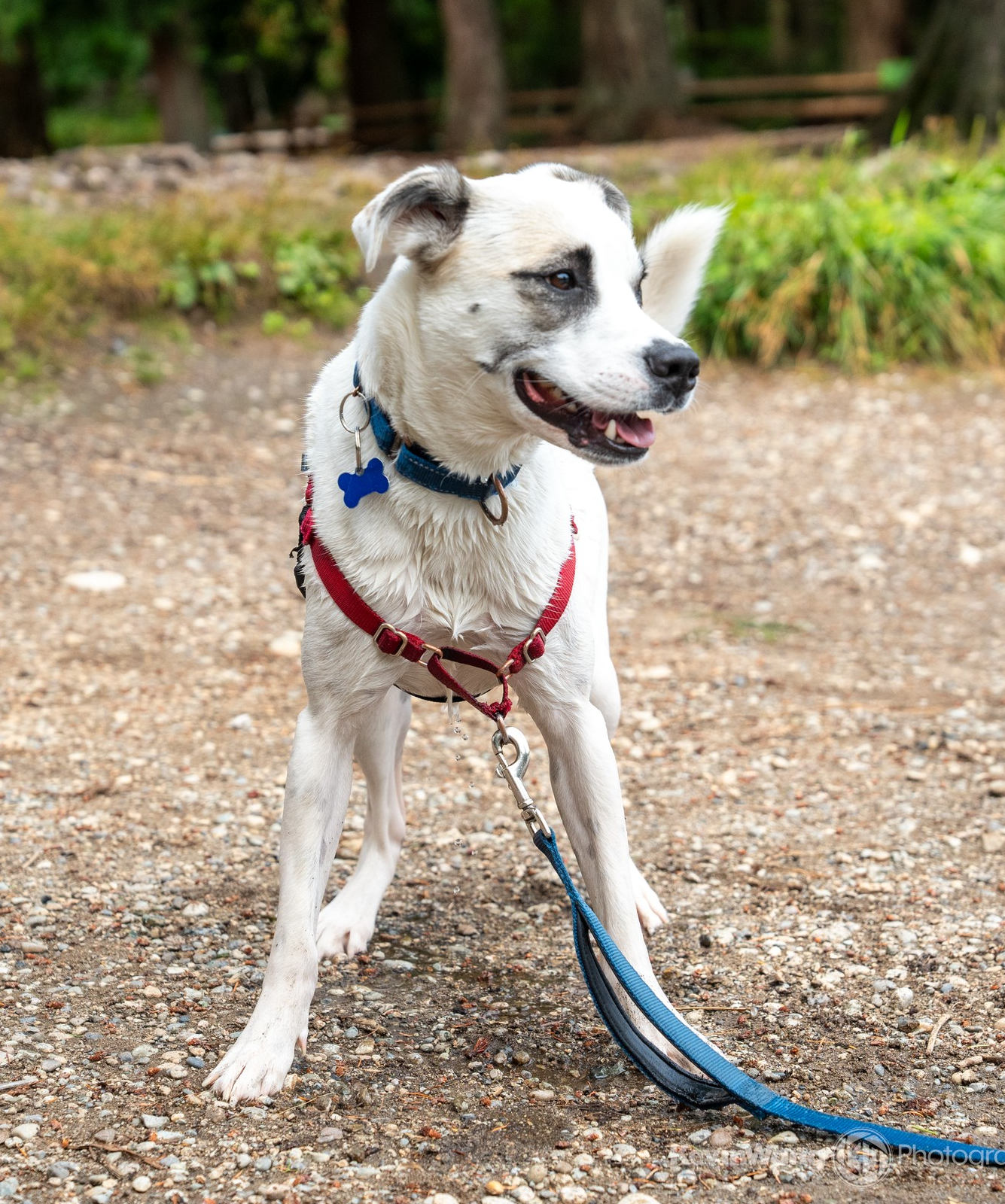 adoptable Dog in Seattle, WA named Talia