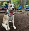 adoptable Dog in Seattle, WA named Tessa