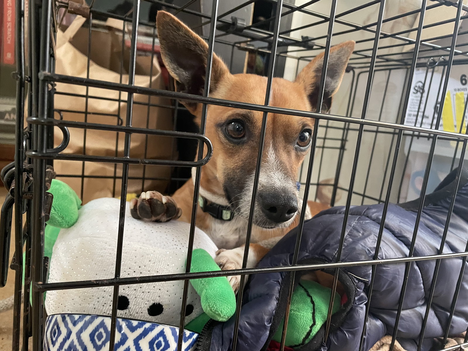 Dog for Adoption - Twix, a Chihuahua in Pierce County, WA | Alpha Paw