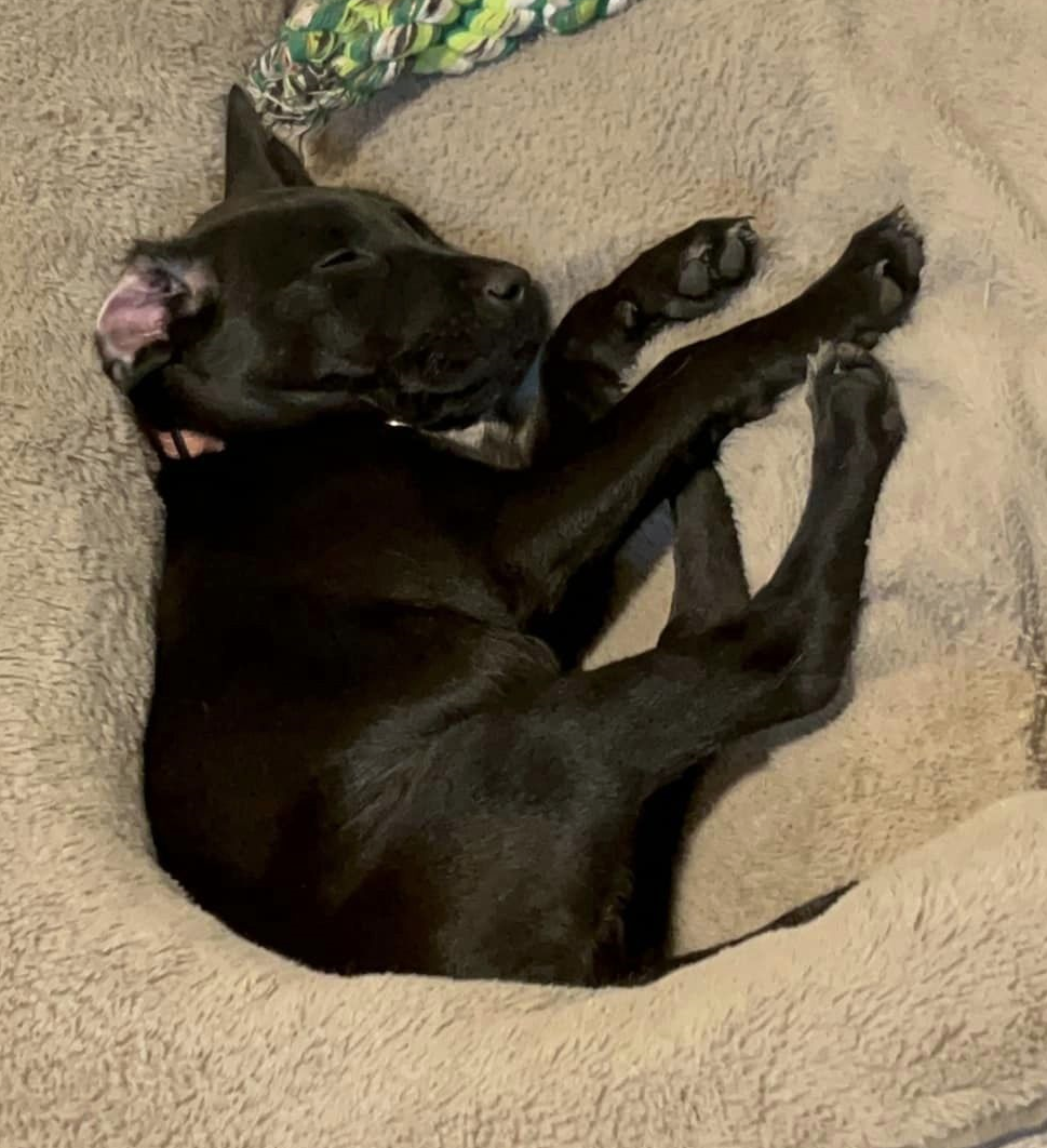 Dog for Adoption Coconut, a Labrador Retriever in Mount Vernon, WA