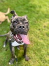 adoptable Dog in Seattle, WA named Rogue