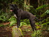 Penny - Photo 2