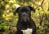 Penny - Photo 7