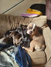 Penny - Photo 9