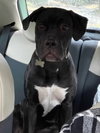 Penny - Photo 1