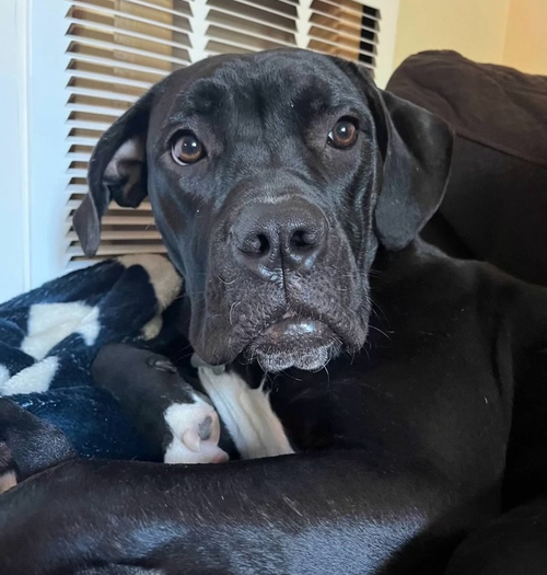 picture of the dog needing adoption