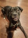 adoptable Dog in , WA named Penny
