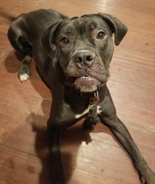 Penny, an adoptable English Bulldog in Seattle, WA