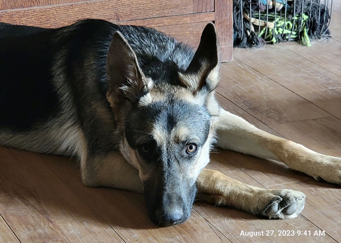 adoptable Dog in Seattle, WA named Jazzy